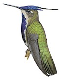 Purple-crowned Plovercrest Illustration