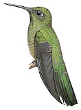 Scaly-breasted Hummingbird Illustration