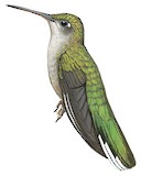 Diamantina Sabrewing Illustration