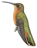 Rufous Sabrewing Illustration