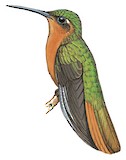 Rufous-breasted Sabrewing Illustration