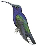 Violet Sabrewing Illustration