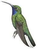 White-tailed Sabrewing Illustration