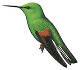 Stripe-tailed Hummingbird Illustration