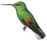 White-tailed Hummingbird Illustration