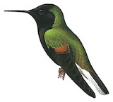 Black-bellied Hummingbird Illustration