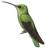 Many-spotted Hummingbird Illustration