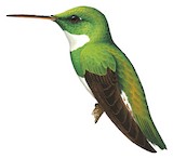 White-throated Hummingbird Illustration