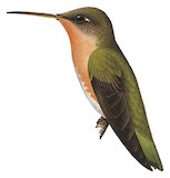 Buffy Hummingbird Illustration