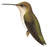 Tumbes Hummingbird Illustration