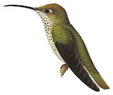 Spot-throated Hummingbird Illustration