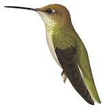 Olive-spotted Hummingbird Illustration