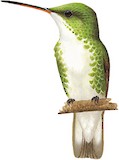 White-bellied Hummingbird Illustration