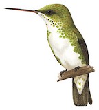 Green-and-white Hummingbird Illustration