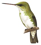 Green-and-white Hummingbird Illustration