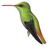 Rufous-tailed Hummingbird Illustration