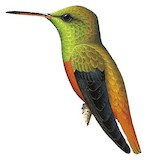 Chestnut-bellied Hummingbird Illustration
