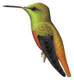 Chestnut-bellied Hummingbird Illustration