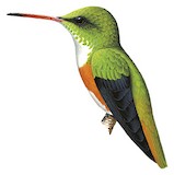 Amazilia Hummingbird Illustration