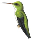 Plain-bellied Emerald Illustration