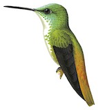 White-chested Emerald Illustration