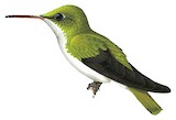 White-bellied Emerald Illustration