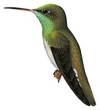 Honduran Emerald Illustration