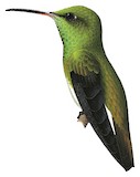 Mangrove Hummingbird Illustration