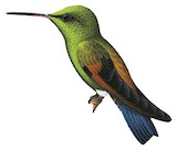 Blue-tailed Hummingbird Illustration