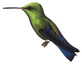 Blue-vented Hummingbird Illustration