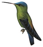 Indigo-capped Hummingbird Illustration