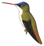 Violet-crowned Hummingbird Illustration