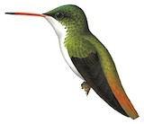 Cinnamon-sided Hummingbird Illustration