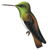 Snowy-bellied Hummingbird Illustration