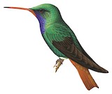 Rufous-throated Sapphire Illustration