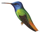 Golden-tailed Sapphire Illustration