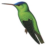 Violet-capped Hummingbird Illustration