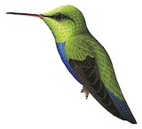 Violet-bellied Hummingbird Illustration