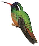 Xantus's Hummingbird Illustration