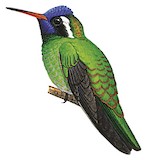 White-eared Hummingbird Illustration