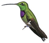 Violet-chested Hummingbird Illustration