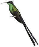 Scissor-tailed Hummingbird Illustration