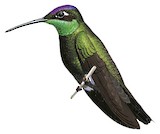 Rivoli's Hummingbird Illustration