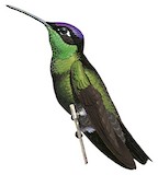 Talamanca Hummingbird Illustration