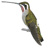 Plain-capped Starthroat Illustration