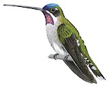 Long-billed Starthroat Illustration