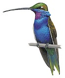 Blue-tufted Starthroat Illustration