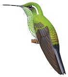 Green-breasted Mountaingem Illustration