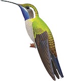 Blue-throated Mountaingem Illustration