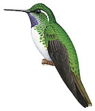 White-bellied Mountaingem Illustration